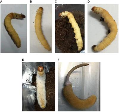 Infection of Ophiocordyceps sinensis Fungus Causes Dramatic Changes in the Microbiota of Its Thitarodes Host
